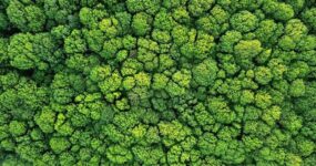 Birdseye view of the top of the green trees in a built up forest.